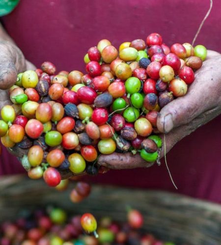 rawcoffeebeanes
