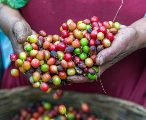 rawcoffeebeanes
